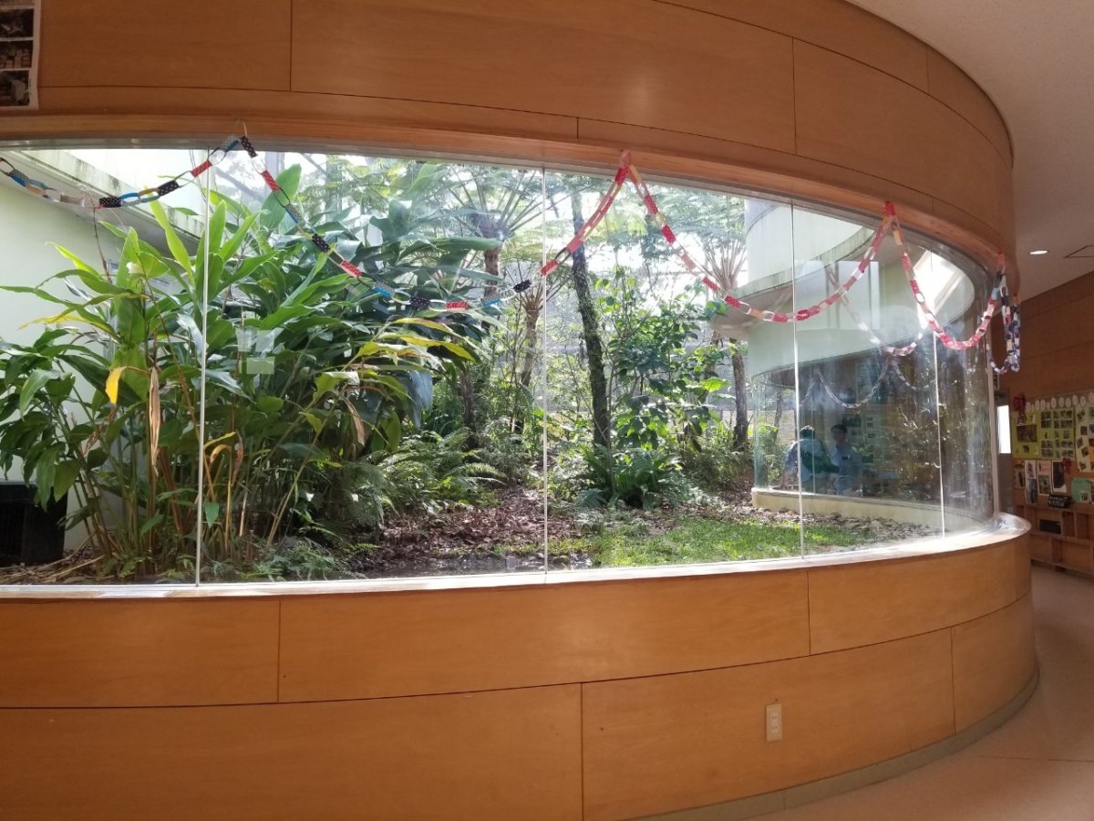 ガラス越しにヤンバルクイナが観察できます：ヤンバルクイナ生態展示学習施設 クイナの森