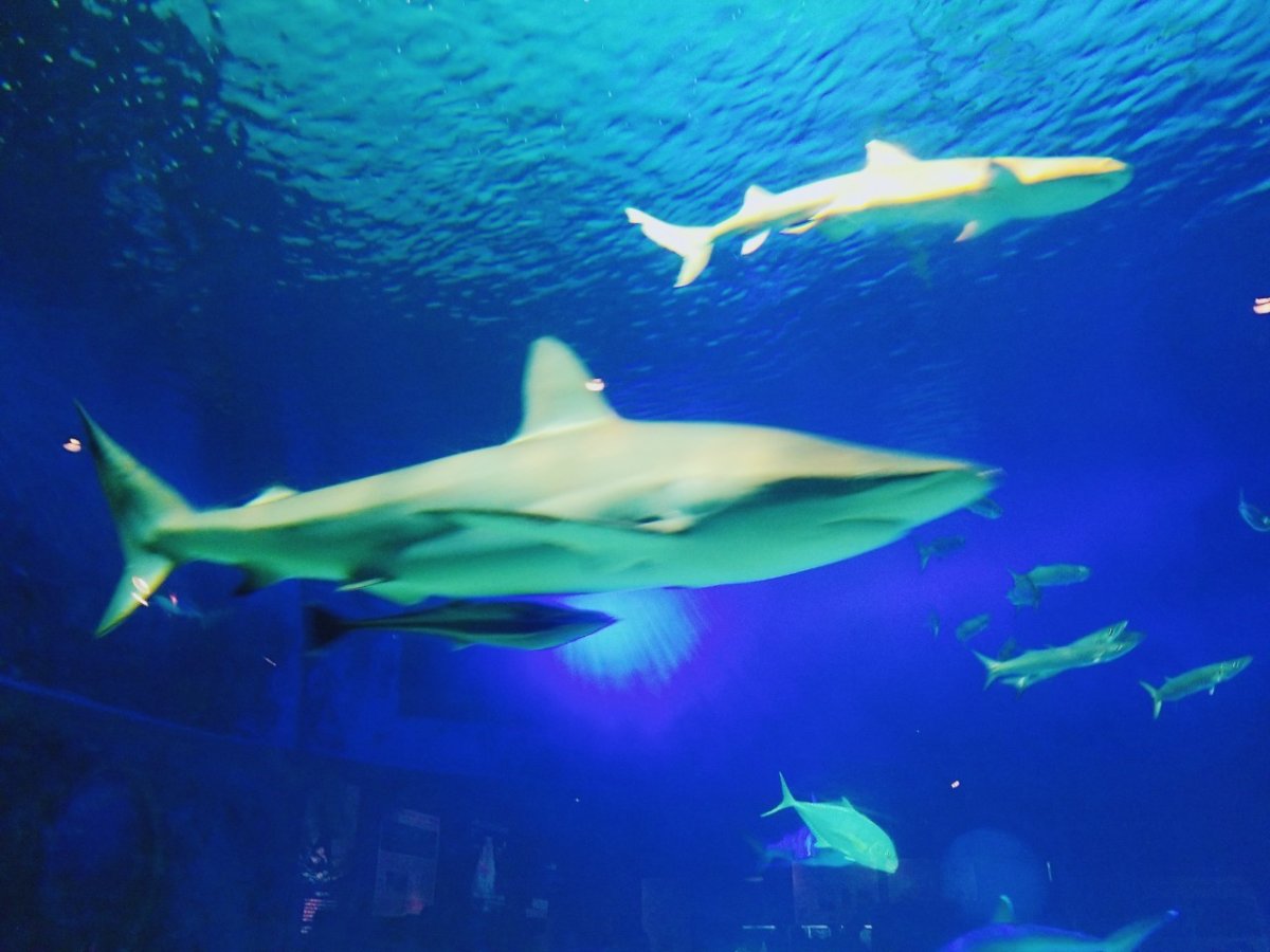 サメさんに餌付け：ナイトアクアリウム：美ら海水族館：